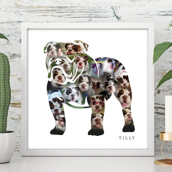 english bulldog photo collage